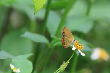 Yaprak üzerinde tozlaşan kelebeğin yakın çekimi