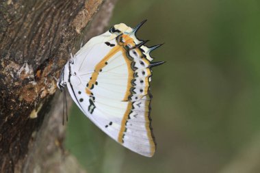 Nemf nemfalidae doğada yeşildir.
