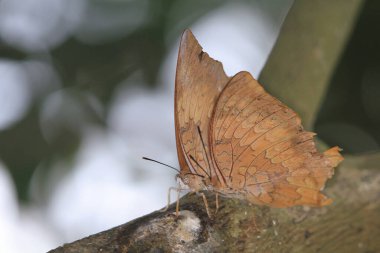 Kelebek, yaprak ya da ölü yaprak kelebeğini kapat.,