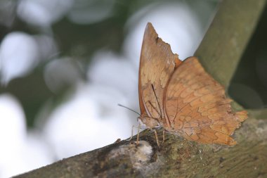 Kelebek, yaprak ya da ölü yaprak kelebeğini kapat.,