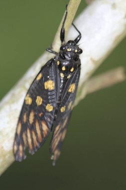 Ağaç gövdesindeki ağustos böceğinin döküm işlemini kapat