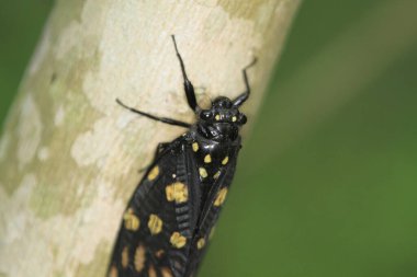 Ağaç gövdesindeki ağustos böceğinin döküm işlemini kapat