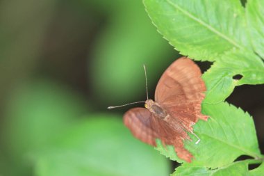 Yaprak üzerinde tozlaşan kelebeğin yakın çekimi
