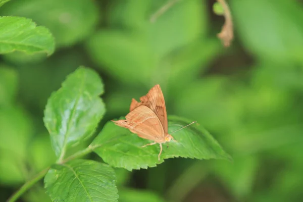 Die Nahaufnahme Der Schmetterlinge Die Auf Dem Blatt Bestäuben — Stockfoto