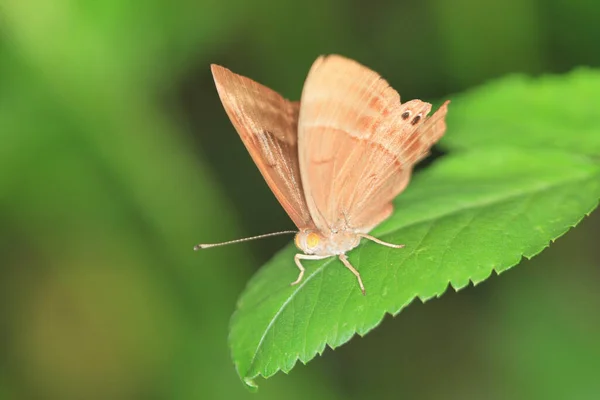 葉に受粉する蝶のクローズアップ — ストック写真