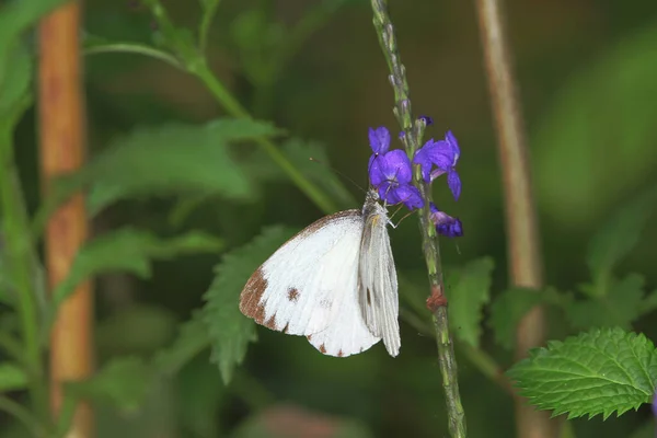 Ein Weißer Schmetterling Auf Blume Das Naturkonzept — Stockfoto
