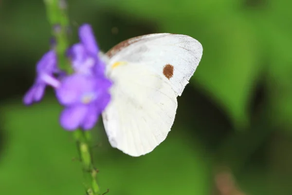 Schmetterling Natur Des Schmetterlings Garten Naturkonzept — Stockfoto