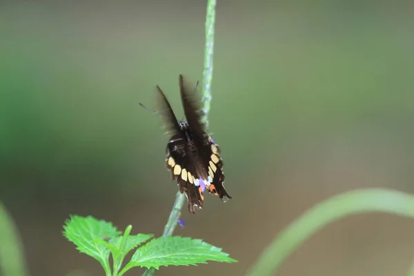 花に蝶の餌を与える鮮やかなツバメ — ストック写真