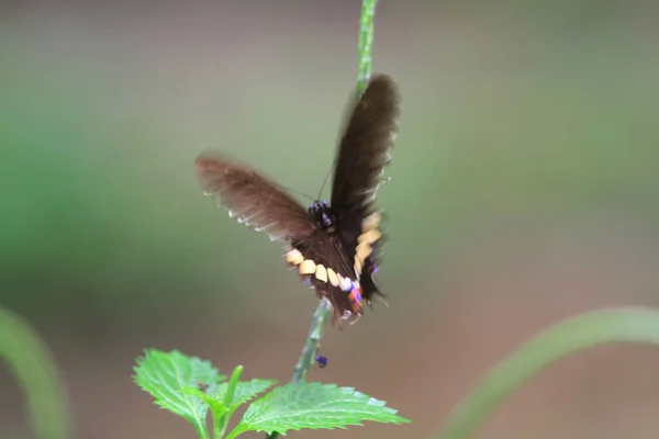 花に蝶の餌を与える鮮やかなツバメ — ストック写真