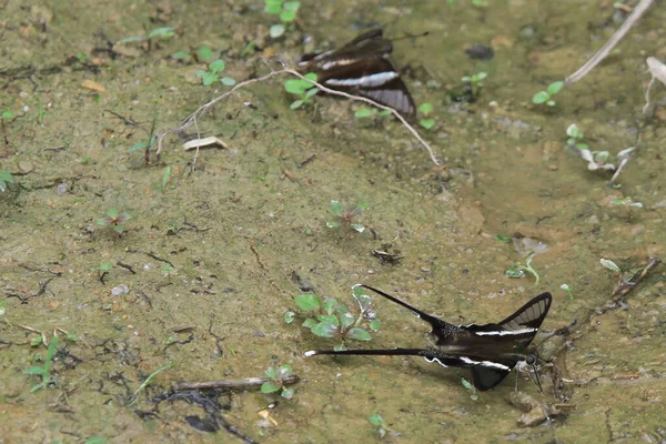 Dragontail Lamproptera Curius Curius Una Especie Mariposa —  Fotos de Stock