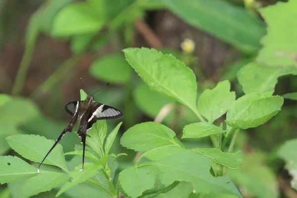 Witte Drakenstaart Mooie Vlinder Het Natuurconcept — Stockfoto