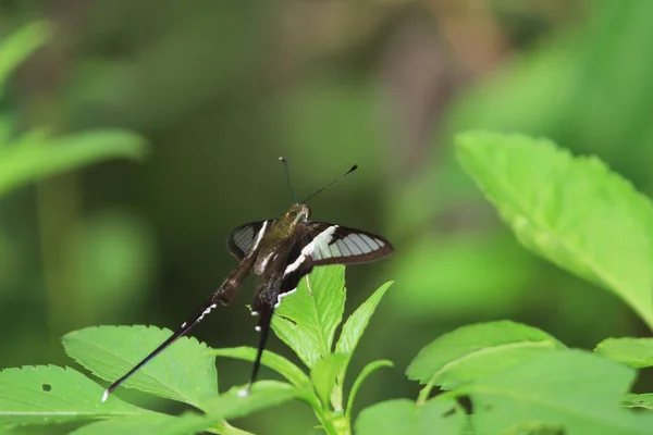 Bílý Dračí Ocas Krásný Motýl Přírodní Koncept — Stock fotografie