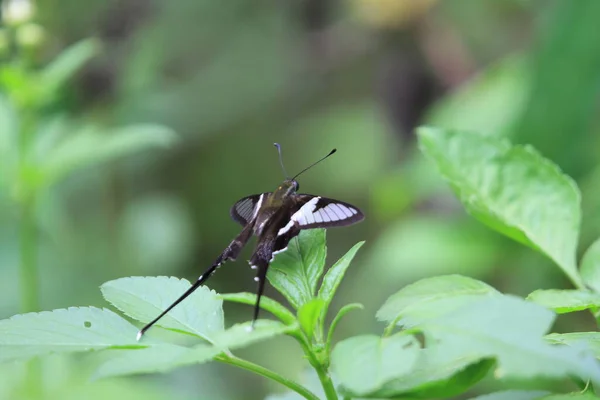 Beyaz Ejder Kuyruğu Güzel Kelebek Doğa Konsepti — Stok fotoğraf