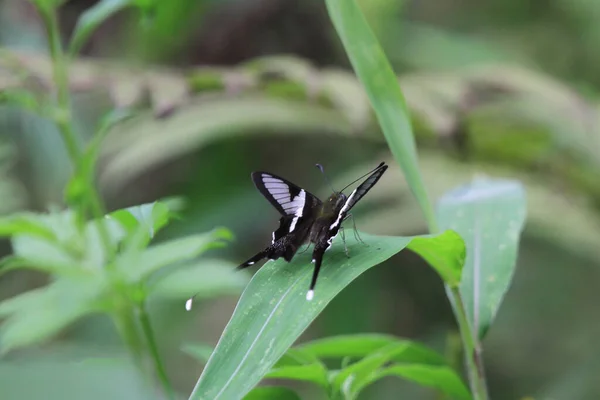 白龙尾巴 美丽的蝴蝶 大自然的概念 — 图库照片