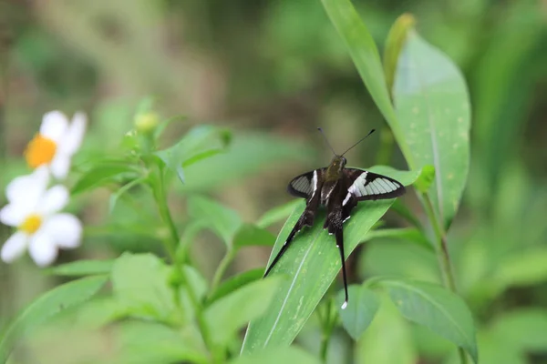 白龙尾巴 美丽的蝴蝶 大自然的概念 — 图库照片