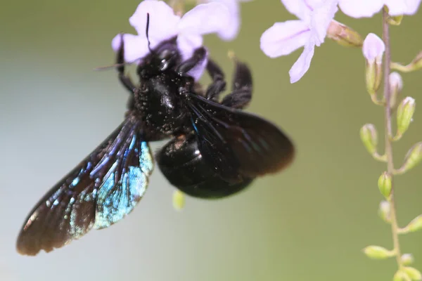 the insect at nature with at hong kong