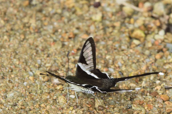 Dragontail Lamproptera Curius Curius Разновидность Бабочки Ласточки — стоковое фото