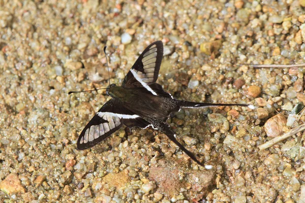 Dragontail Lamproptera Curius Curius Είναι Ένα Είδος Πεταλούδας Που Καταπίνει — Φωτογραφία Αρχείου