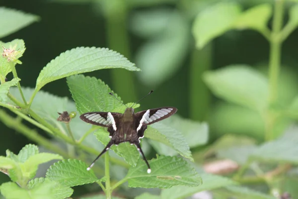 Beyaz Ejder Kuyruğu Güzel Kelebek Doğa Konsepti — Stok fotoğraf
