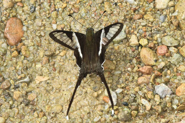 Dragontail Lamproptera Curius Curius 호랑나비의 일종이다 — 스톡 사진