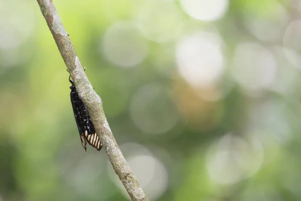 Κοντινό Πλάνο Διαδικασία Της Χύτευσης Cicada Κορμό Δέντρου — Φωτογραφία Αρχείου