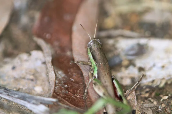 Close Green Grasshoper Leaf — стоковое фото