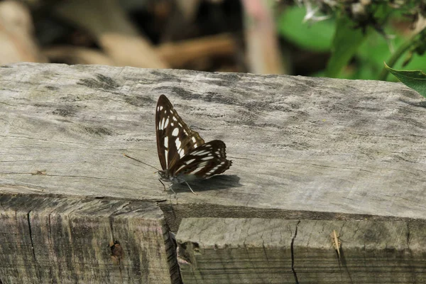 Pillangó Pillangó Természete Kertben Természet Koncepció — Stock Fotó
