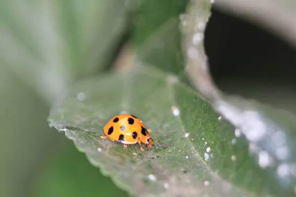 Imagen Harmonia Axyridis Más Comúnmente Conocido Como Arlequín — Foto de Stock