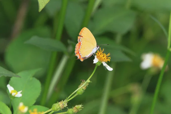 Close Butterfly Pollinating Leaf — Stock Photo, Image