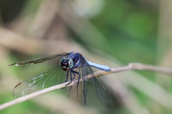 Dragon Fly Концепция Природы — стоковое фото