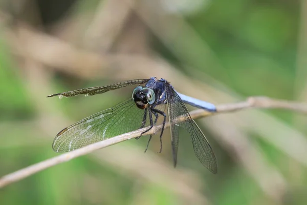 Dragon Fly Όμορφη Dragonfly Έννοια Της Φύσης — Φωτογραφία Αρχείου