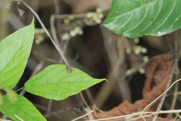 the insect at nature with at hong kong