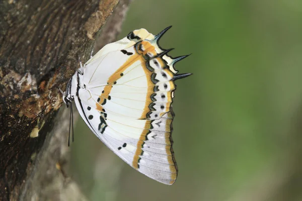 Nymfen Nymphalidae Naturen Med Gröna — Stockfoto
