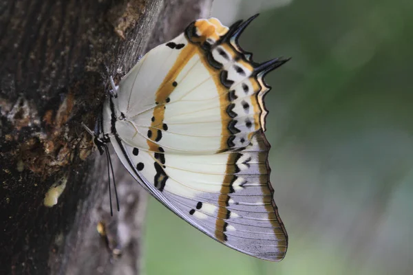 Nemf Nemfalidae Doğada Yeşildir — Stok fotoğraf