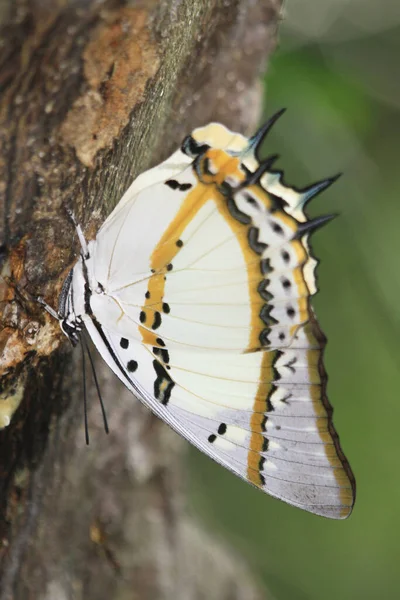 Nymph Nymphalidae Nature Green — Stock Photo, Image