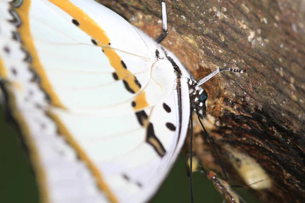 Ninfa Ninfalidae Natureza Com Verde — Fotografia de Stock