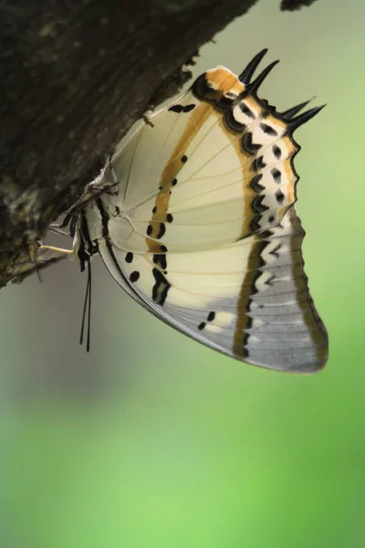 Nymph Nymphalidae — 스톡 사진