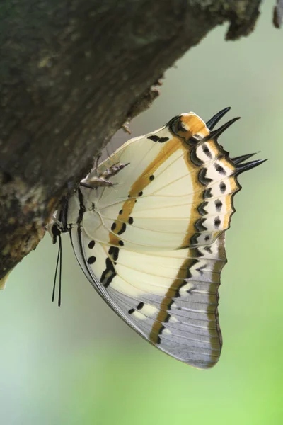 Nemf Nemfalidae Doğada Yeşildir — Stok fotoğraf