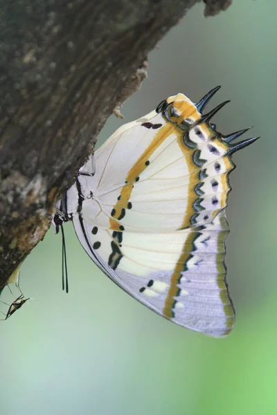 Nymfen Nymphalidae Naturen Med Gröna — Stockfoto