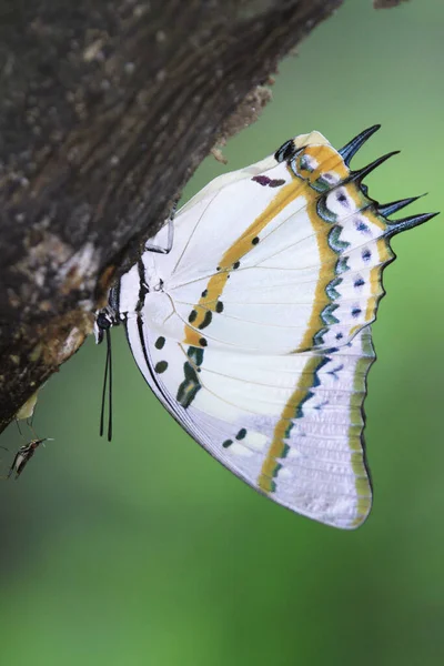 Ninfa Ninfalidae Natureza Com Verde — Fotografia de Stock