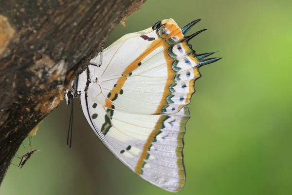 Nemf Nemfalidae Doğada Yeşildir — Stok fotoğraf