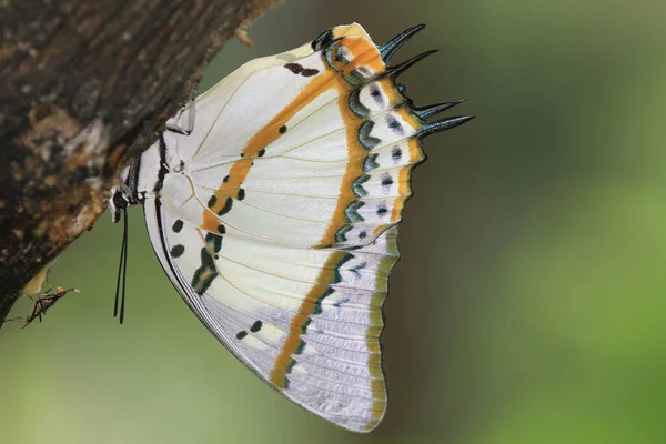 Nemf Nemfalidae Doğada Yeşildir — Stok fotoğraf