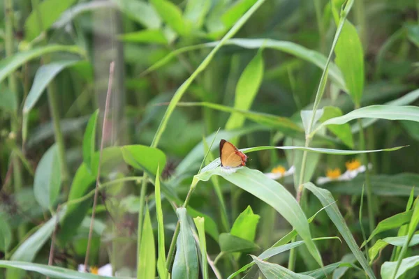 Gros Plan Papillon Pollinisant Sur Feuille — Photo