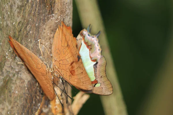 Közelről Pillangó Tölgyfa Vagy Döglött Levél Pillangó — Stock Fotó
