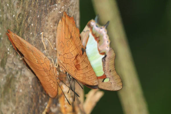 Schmetterling Eichenblatt Oder Abgestorbener Schmetterling Aus Nächster Nähe — Stockfoto