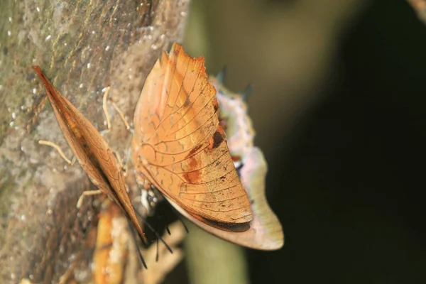 Zblízka Motýl Dubový List Nebo Mrtvý Motýl — Stock fotografie