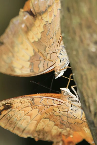 オークリーフまたは枯葉蝶を閉じます — ストック写真