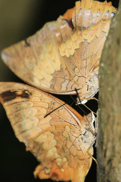 Закрыть Бабочку Дубовый Лист Бабочку Мертвым Листом — стоковое фото