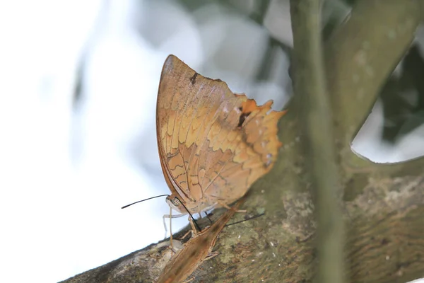 Zbliżenie Motyla Liścia Dębu Lub Martwego Liścia Motyla — Zdjęcie stockowe