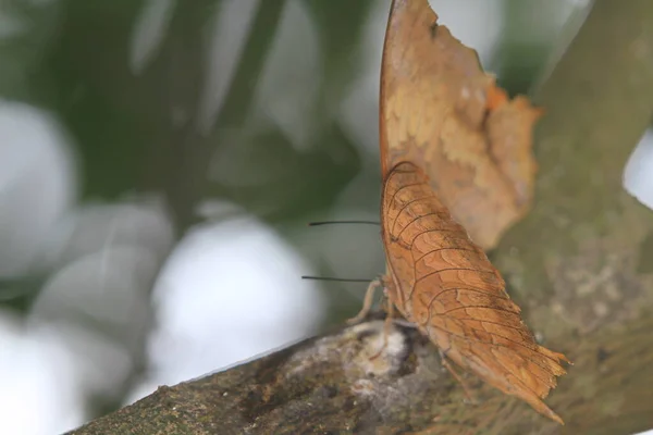 Zbliżenie Motyla Liścia Dębu Lub Martwego Liścia Motyla — Zdjęcie stockowe
